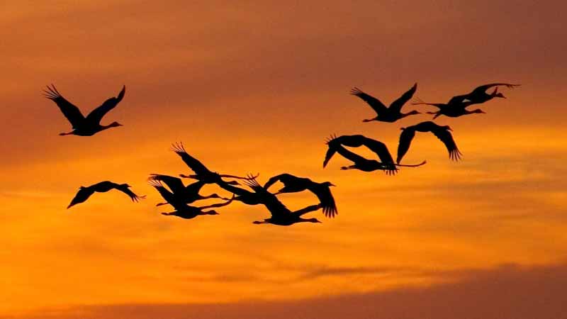 bird-migrating